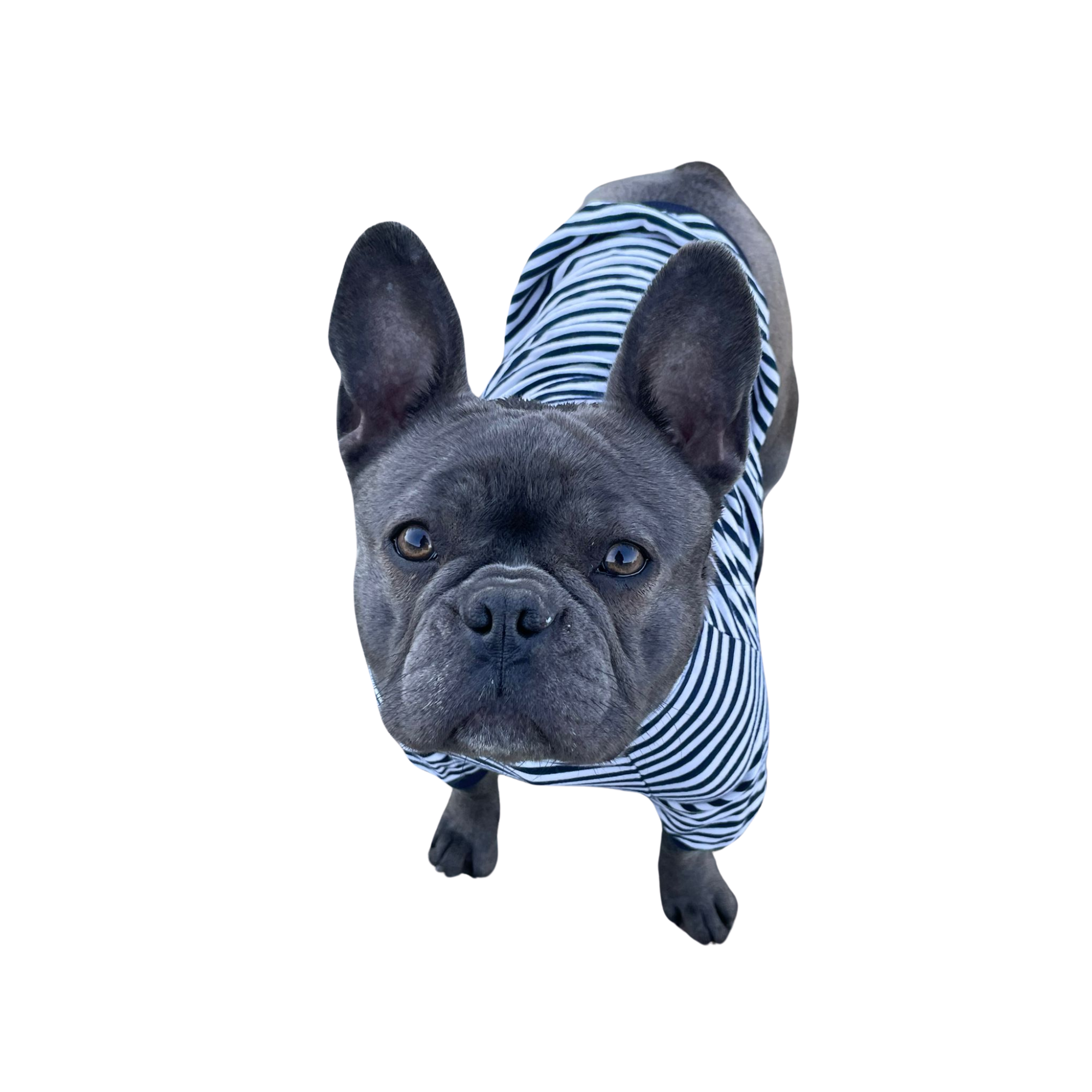 pensiune canina